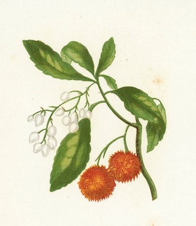 Madroño, Arbutus Unedo de English School